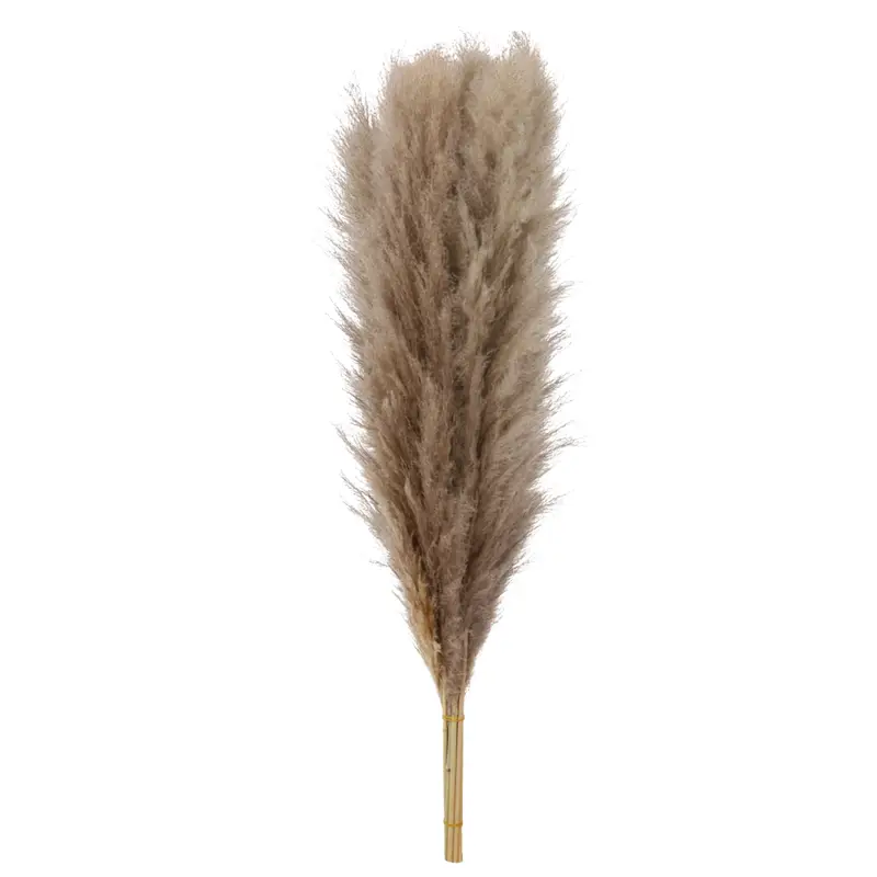 Pampas (Natural)