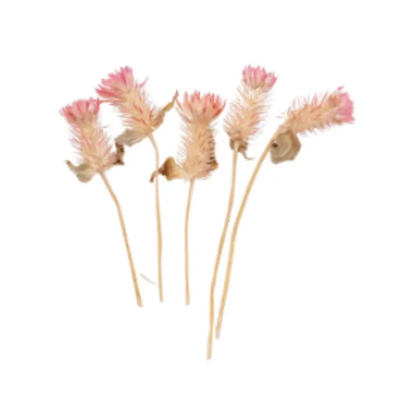 Celosia