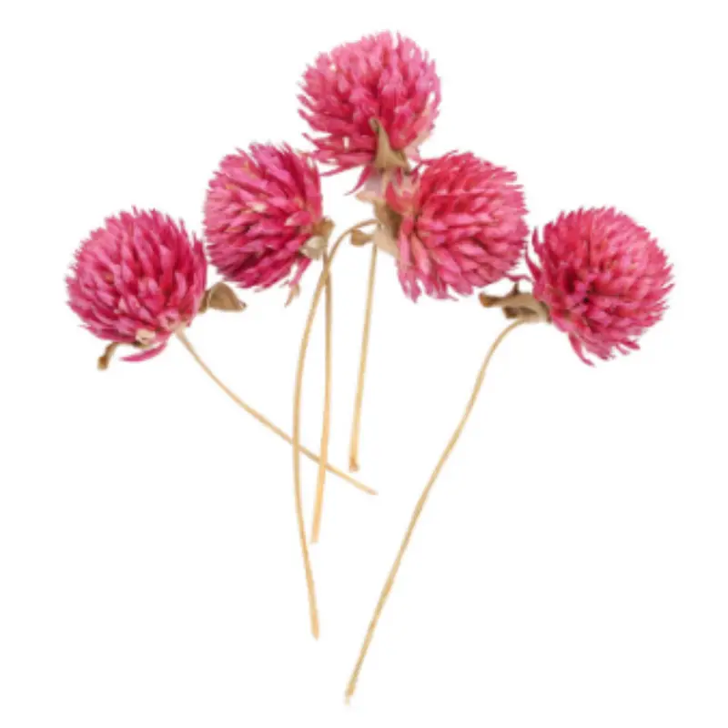 Globe Amaranth