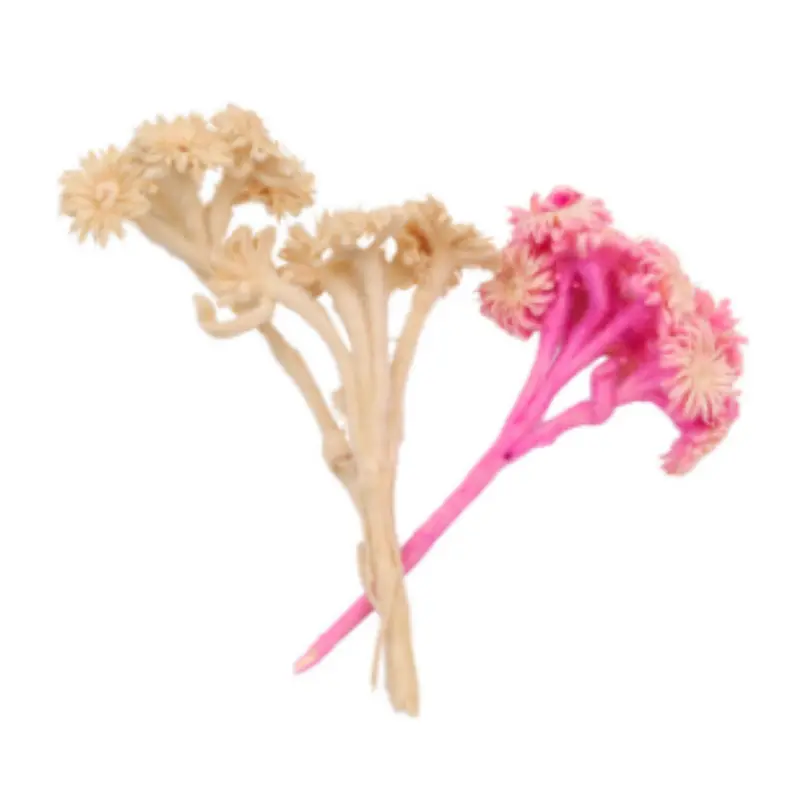 Purpurascens