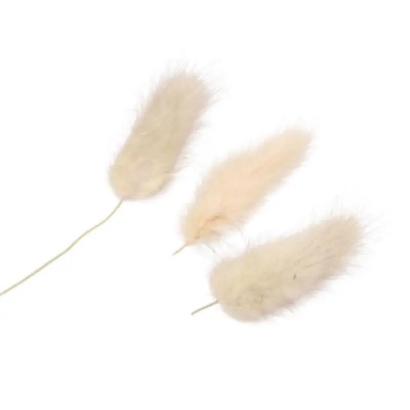 Rabbit Tail Petal