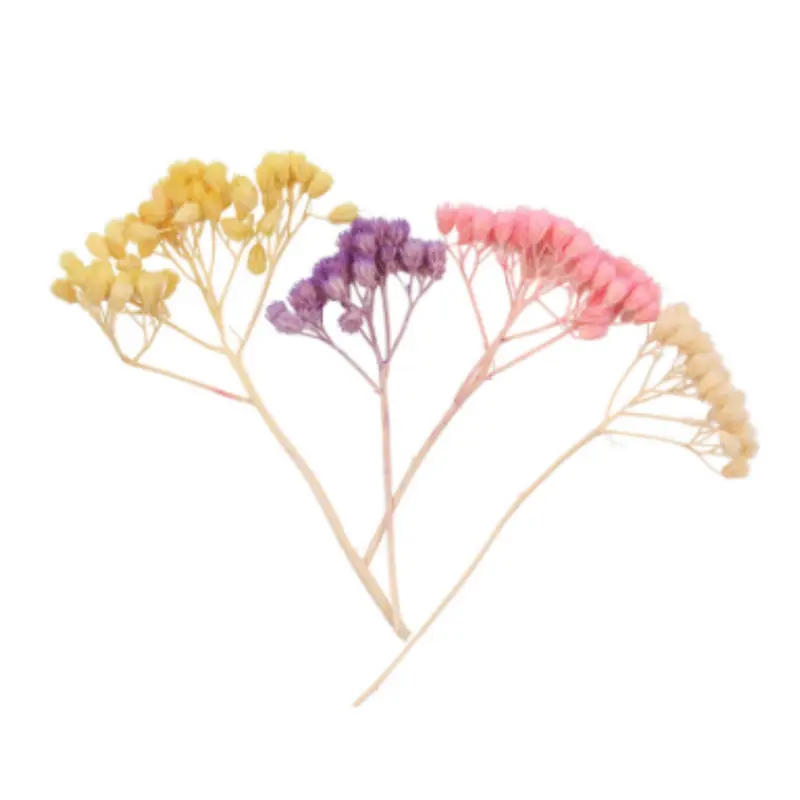 Yarrows Petal