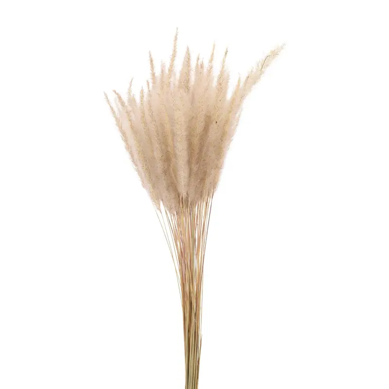 Cogon Grass detail