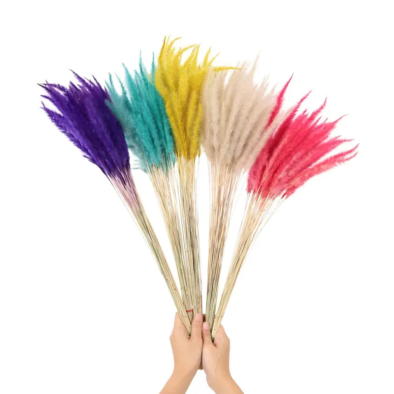 Cogon Grass