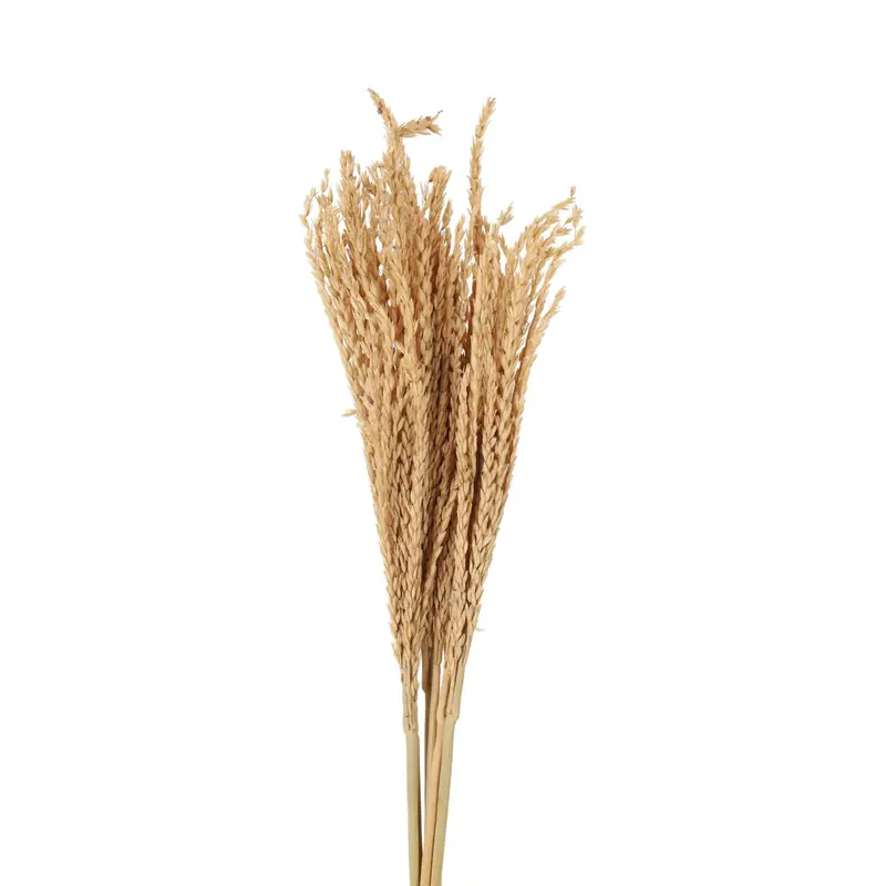 Corn Grass detail
