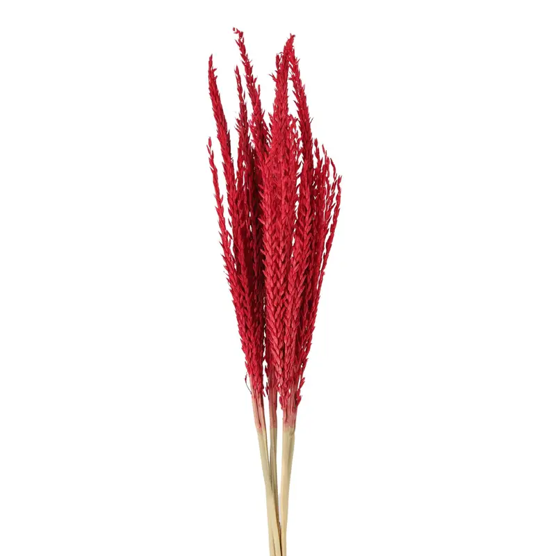Corn Grass detail