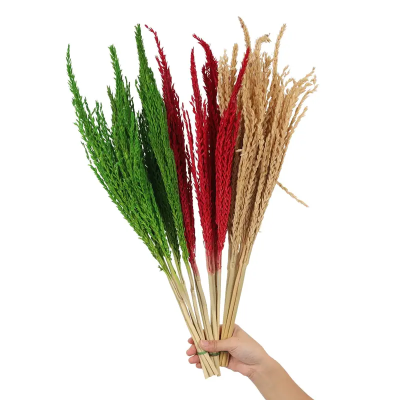 Corn Grass