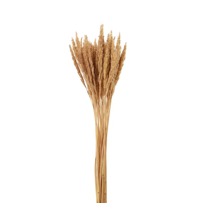 Bird Wing Grass detail