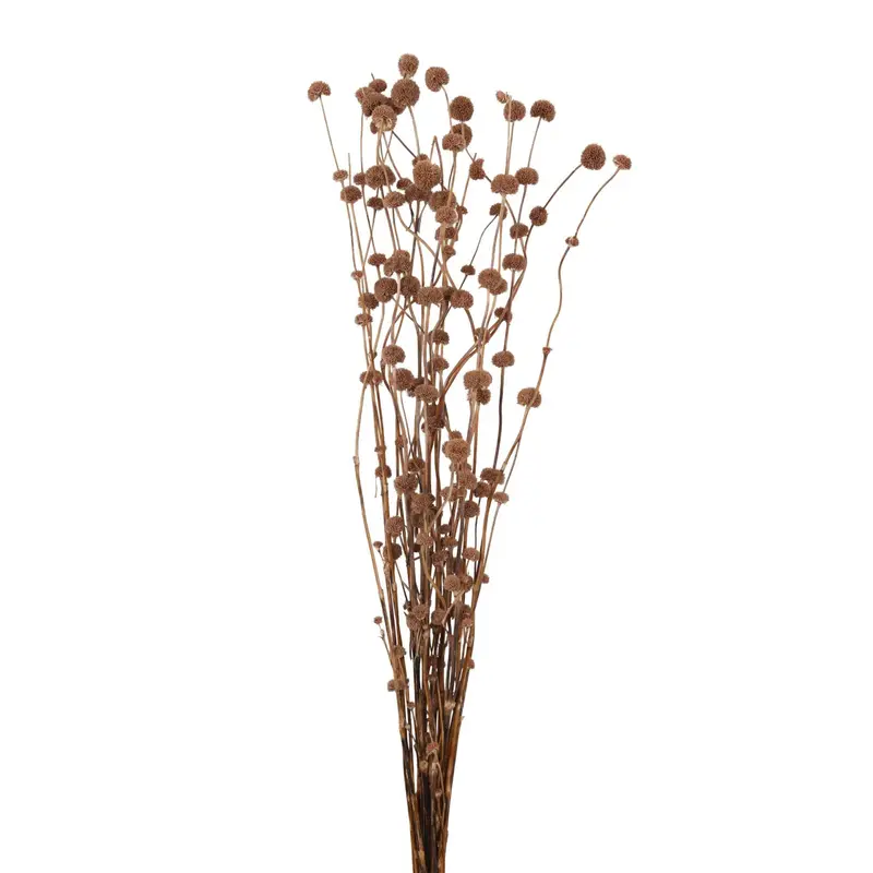 Mars Grass detail