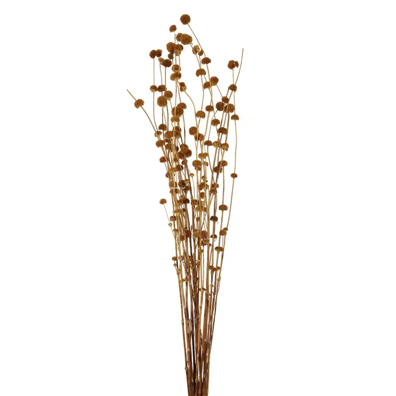 Mars Grass detail