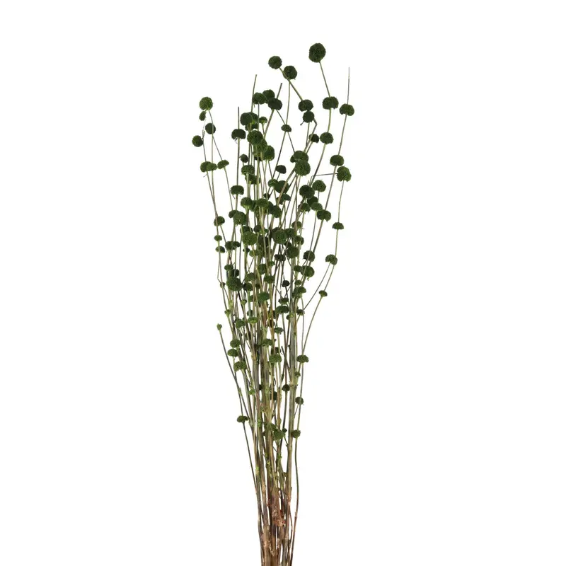 Mars Grass detail