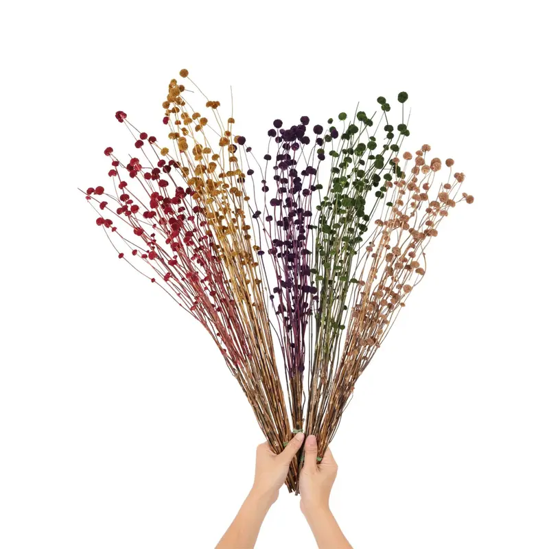 Mars Grass