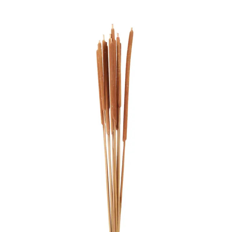 Narrow Leaved Cat Tail detail