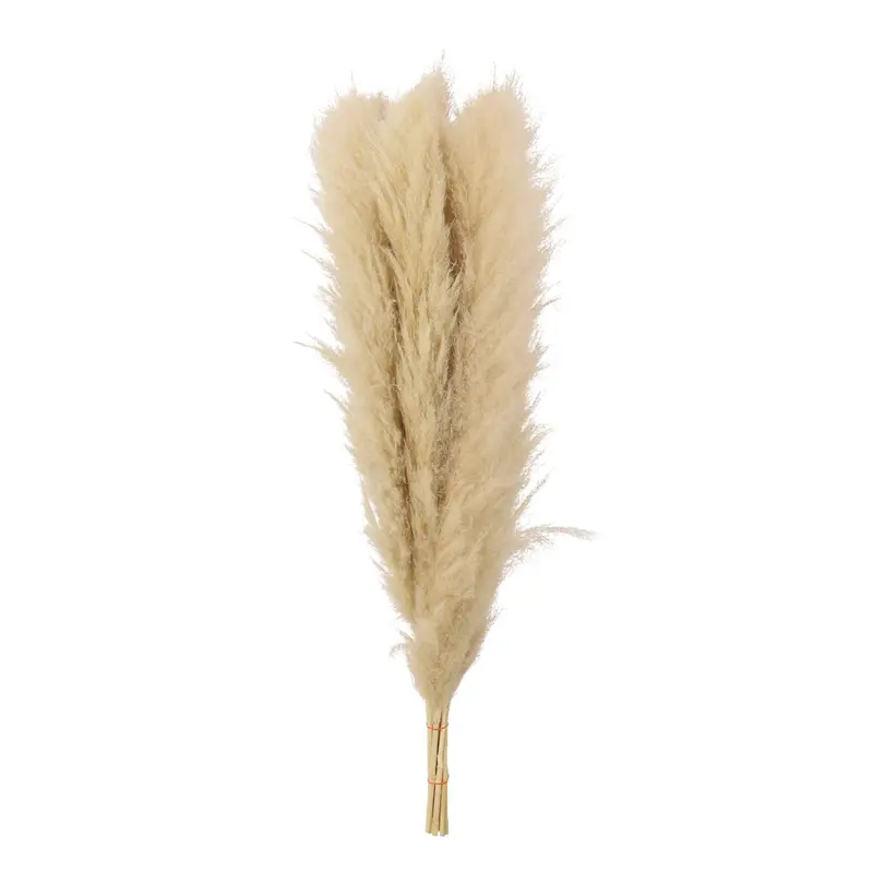 Pampas (Bleached)
