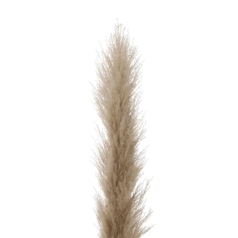 Pampas (Natural) detail