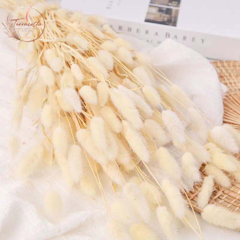Rabbit Tail Grass (Bleached)