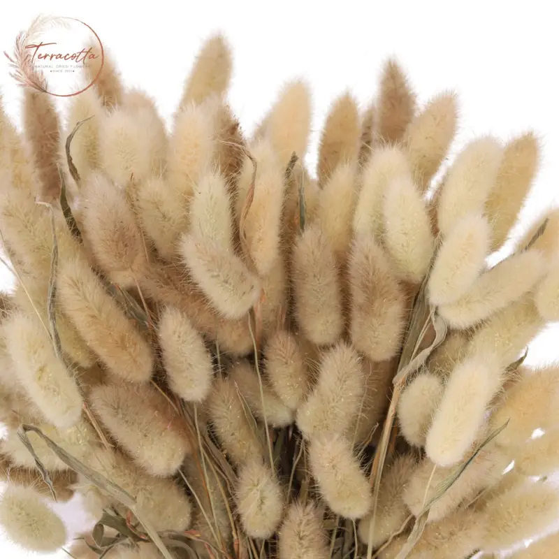 Rabbit Tail Grass (Natural) detail