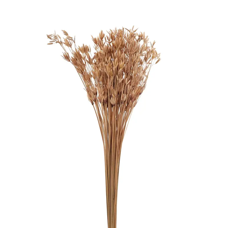 Spanish Needles detail