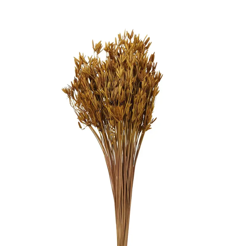 Spanish Needles detail