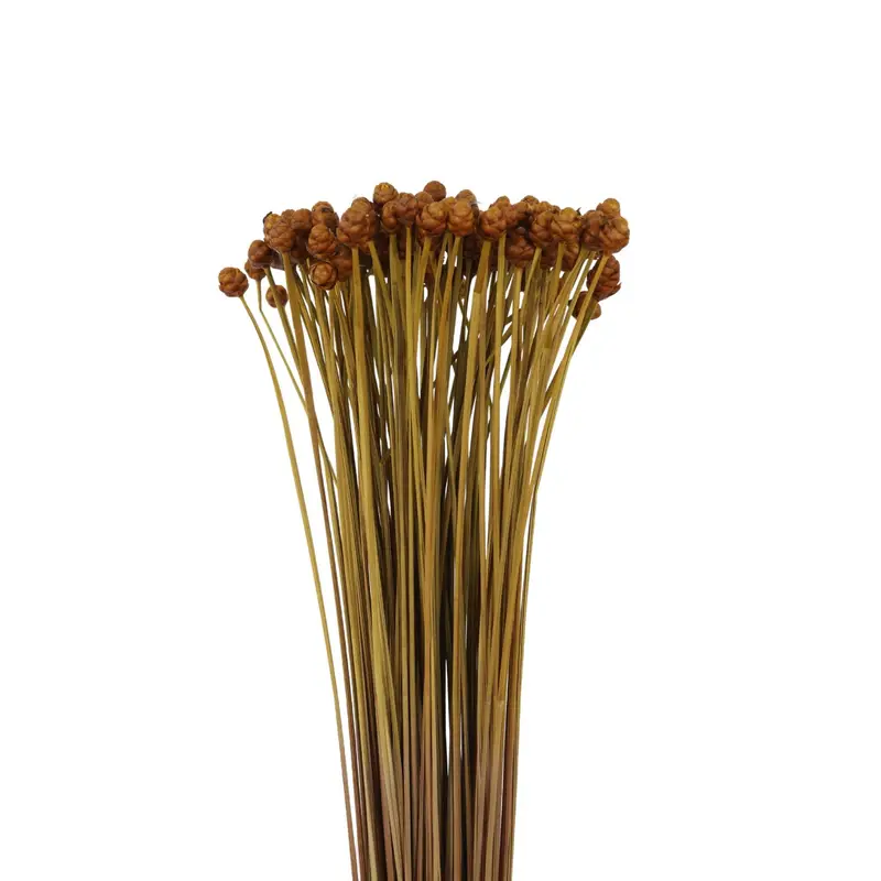 Xyridaceae detail
