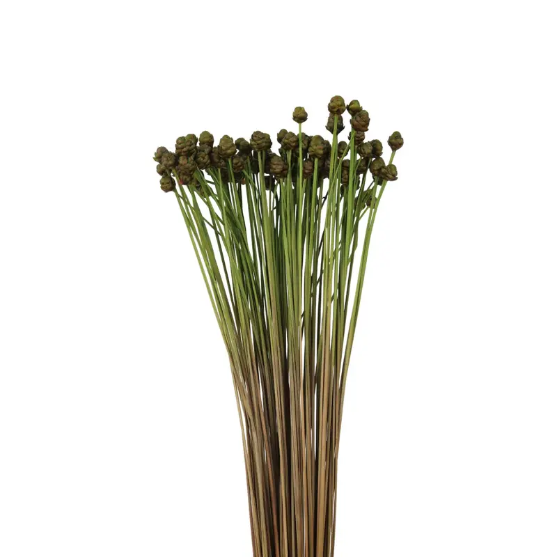 Xyridaceae detail