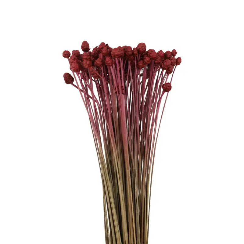 Xyridaceae detail