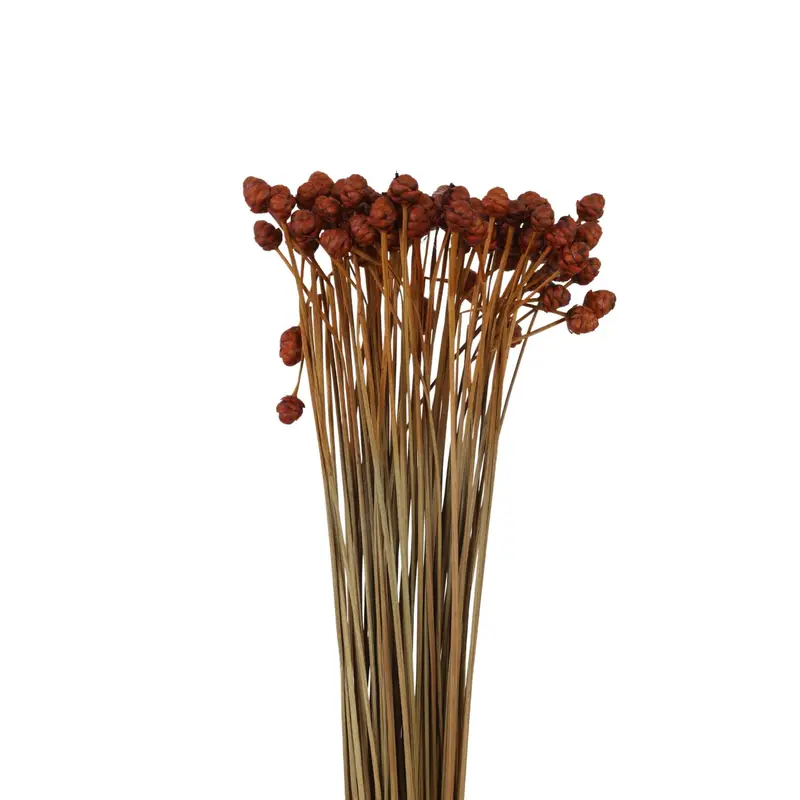 Xyridaceae detail