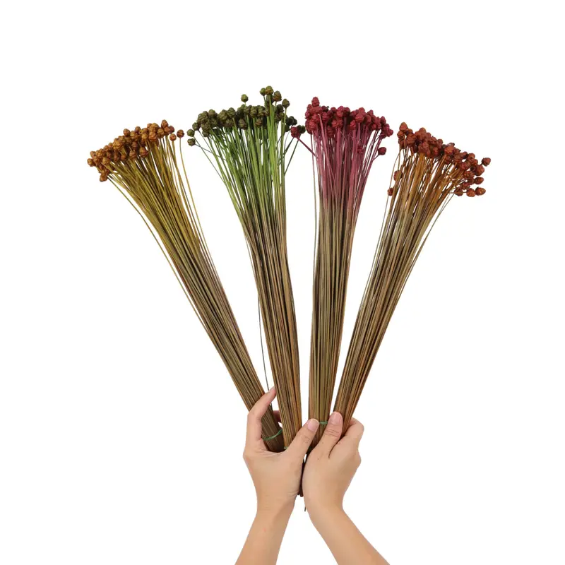 Xyridaceae
