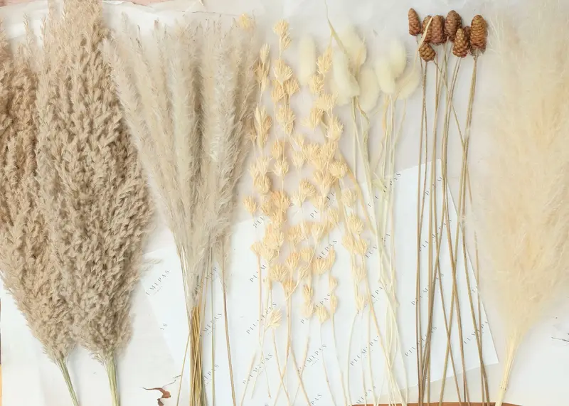 Dried botanicals in a bright interior