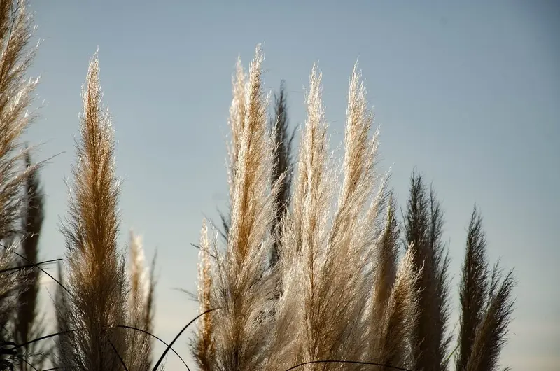 The Ultimate Guide to Decorating with Pampas Grass: Tips and Tricks for Every Room