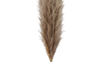 Pampas (Natural)