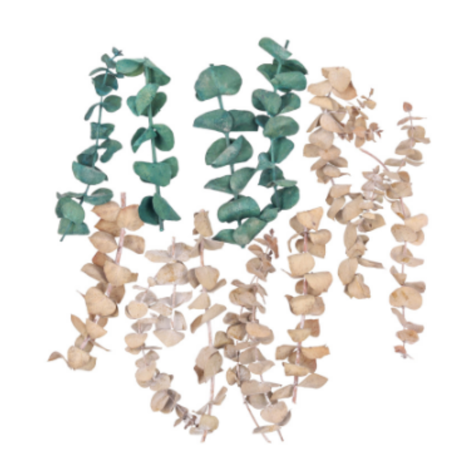 Eucalyptus Silver Drop (3)