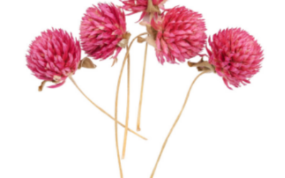 Globe Amaranth