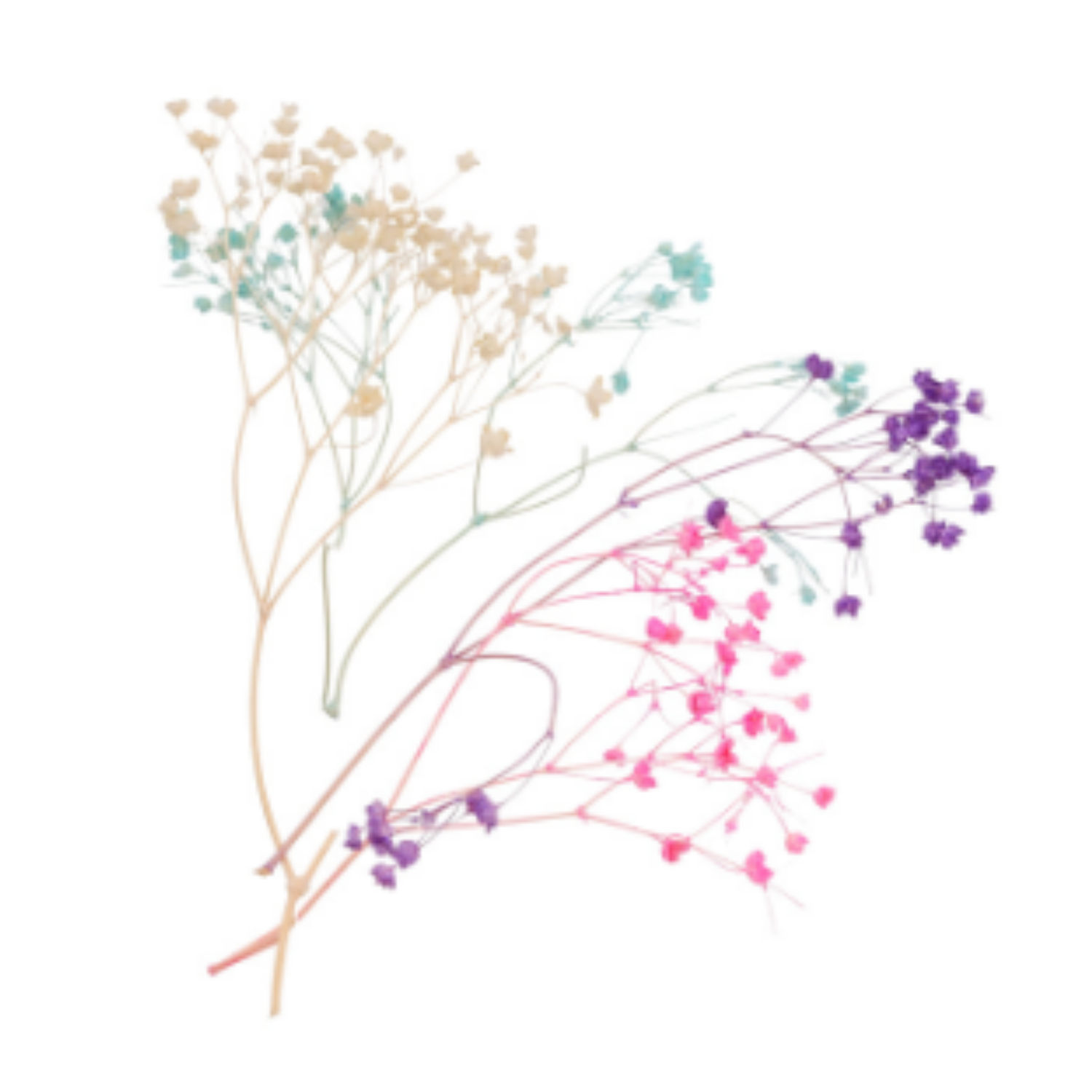 Gypsophilia