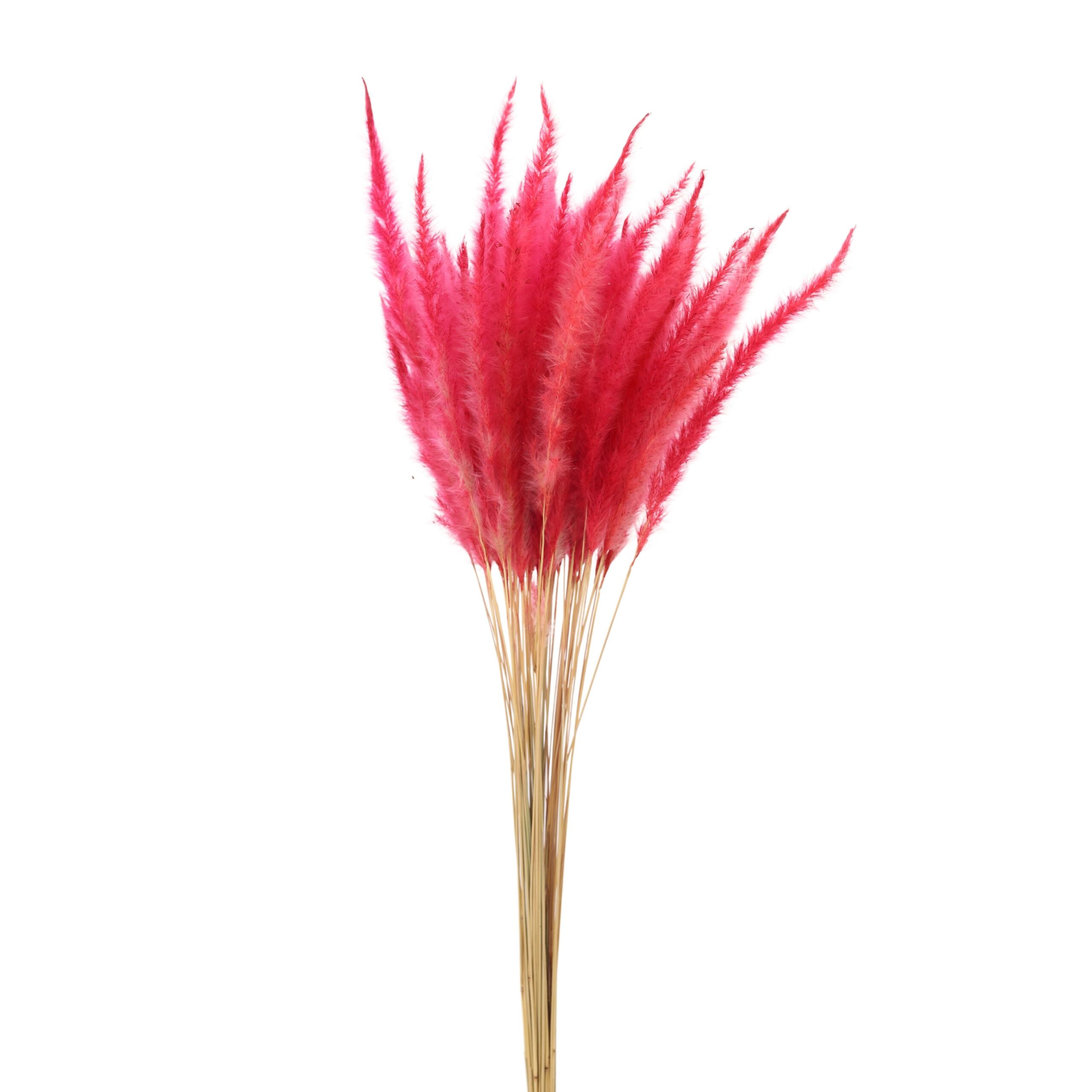 Cogon Grass Red
