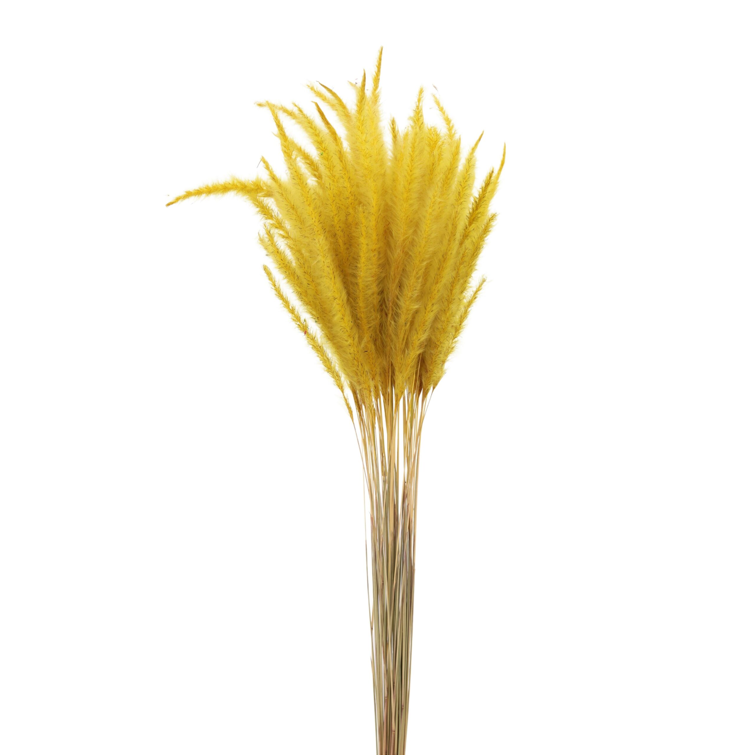 Cogon Grass Yellow