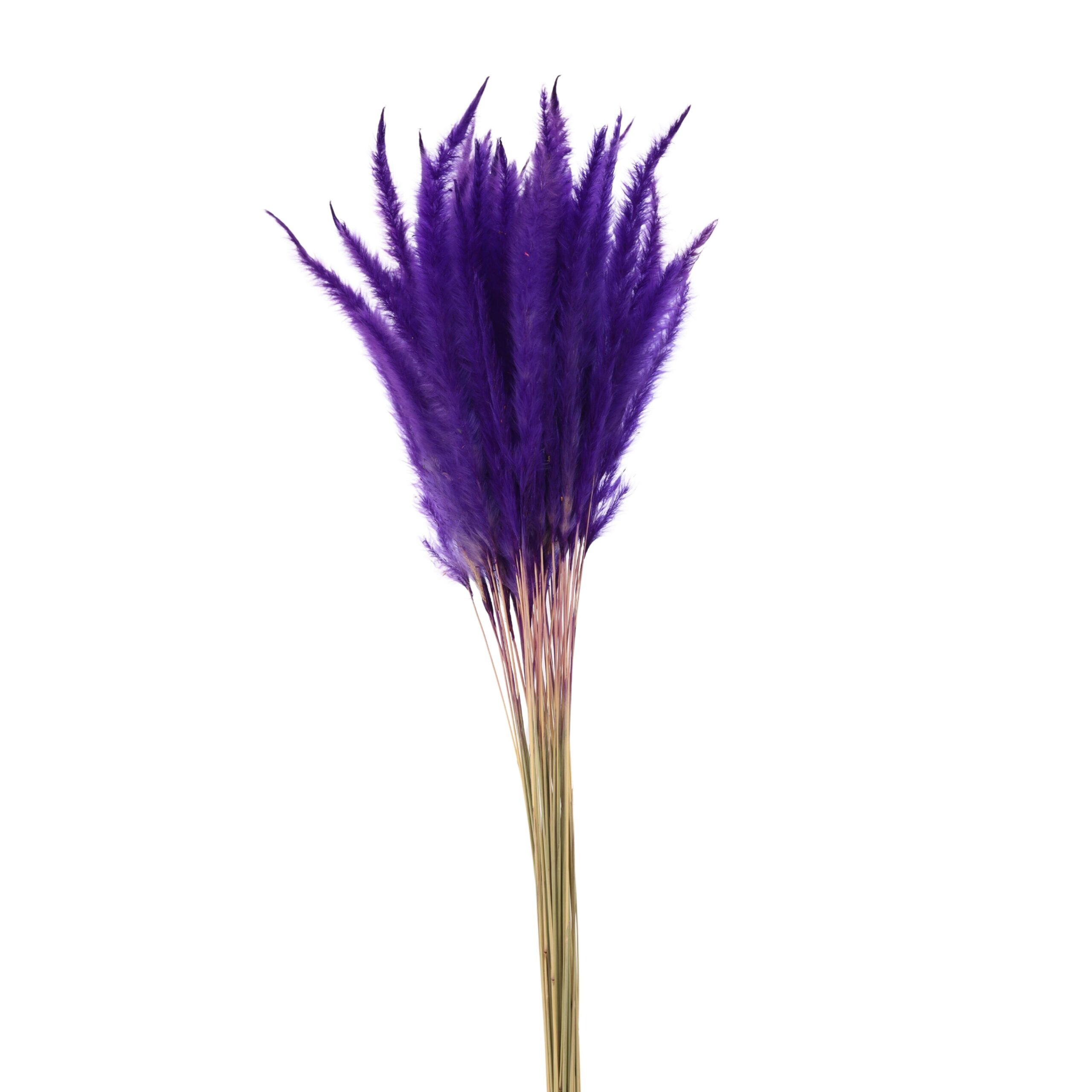 Cogon Grass Purple