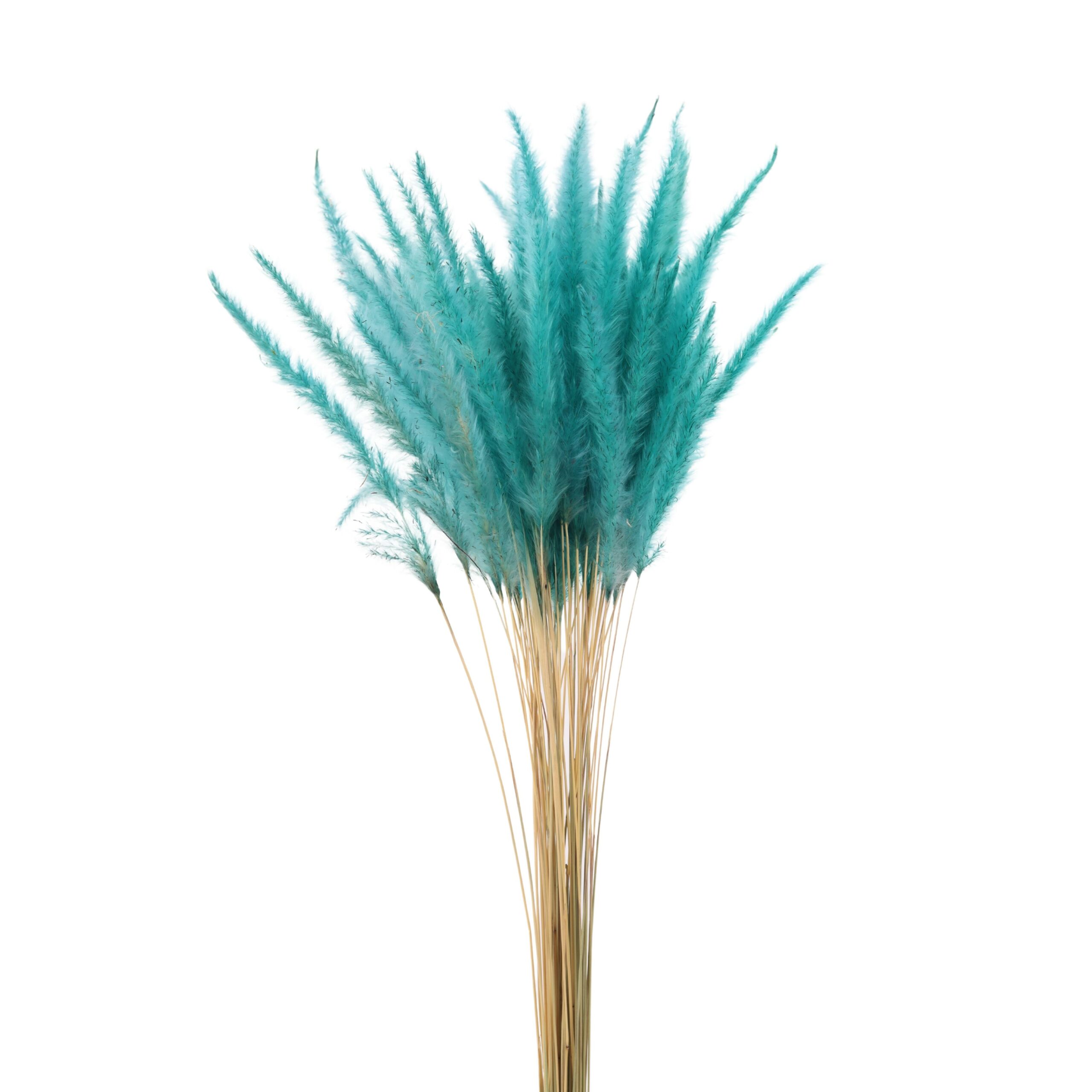 Cogon Grass Light Blue