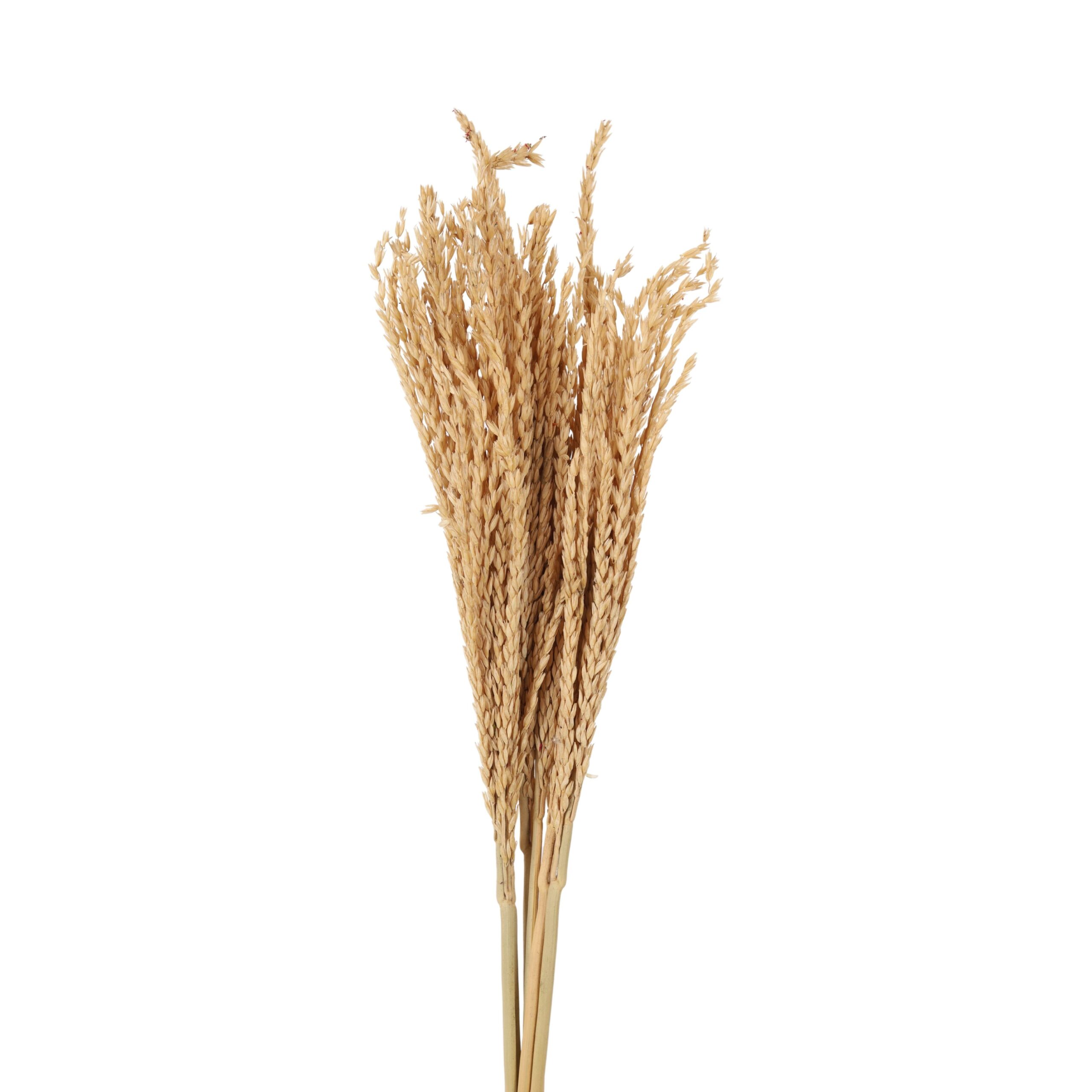 Corn Flower Natural
