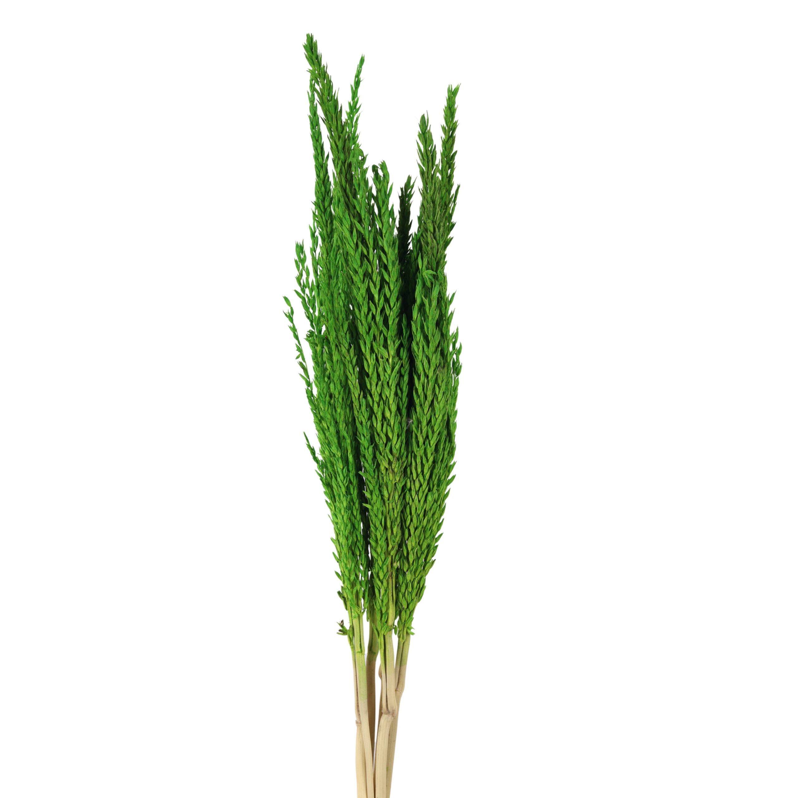 Corn Flower Green