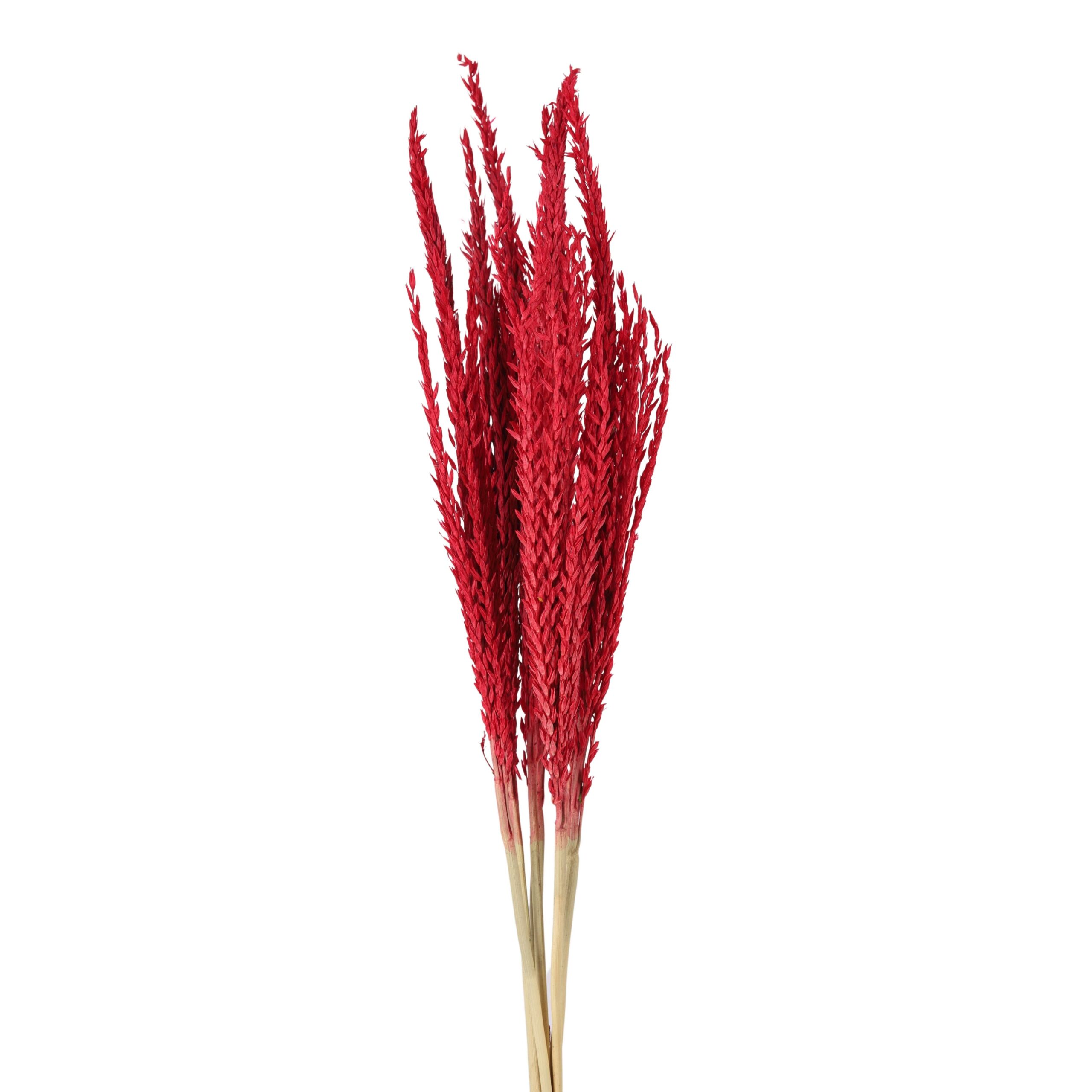 Corn Flower Red