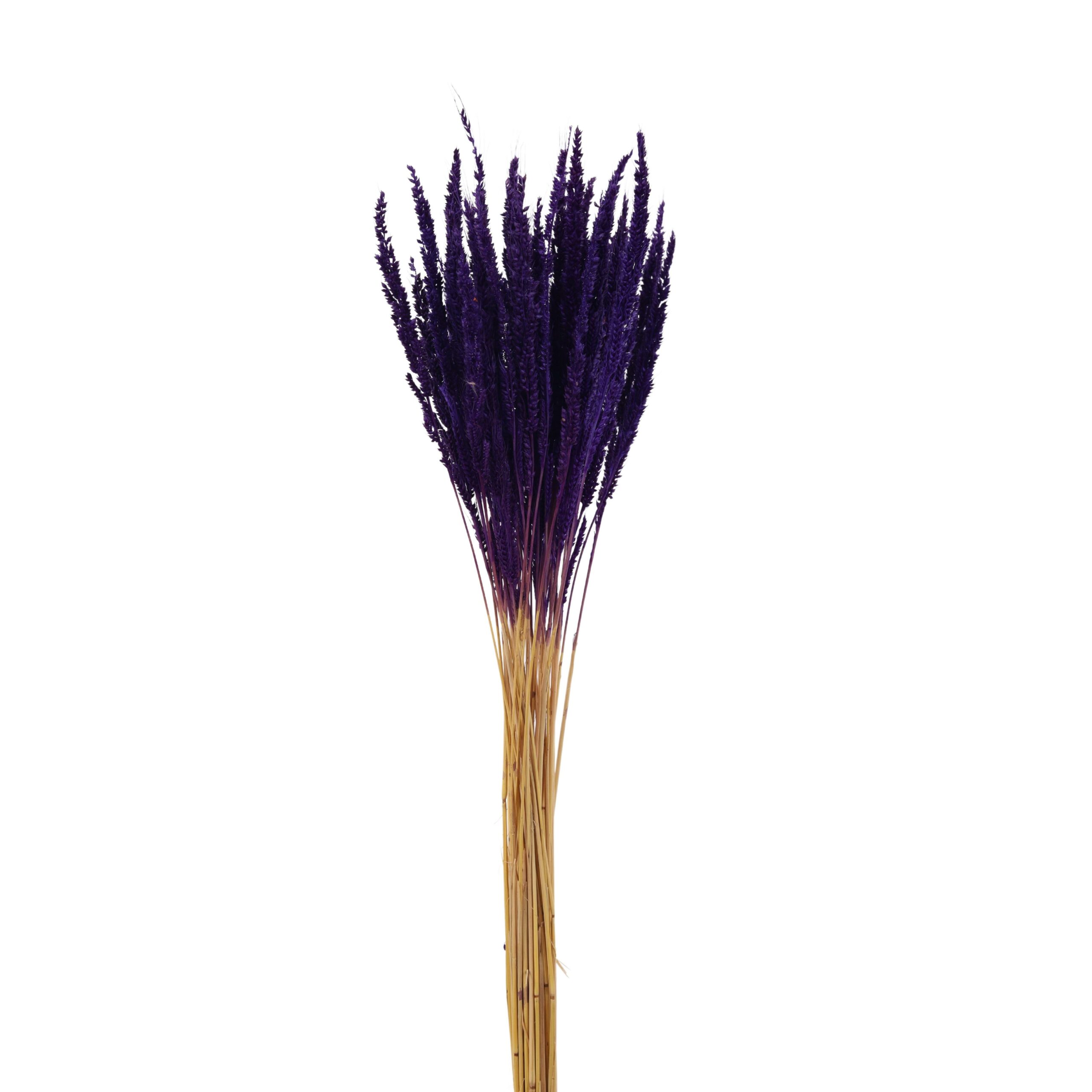 Dried Crops-Bird Wing Grass Purple