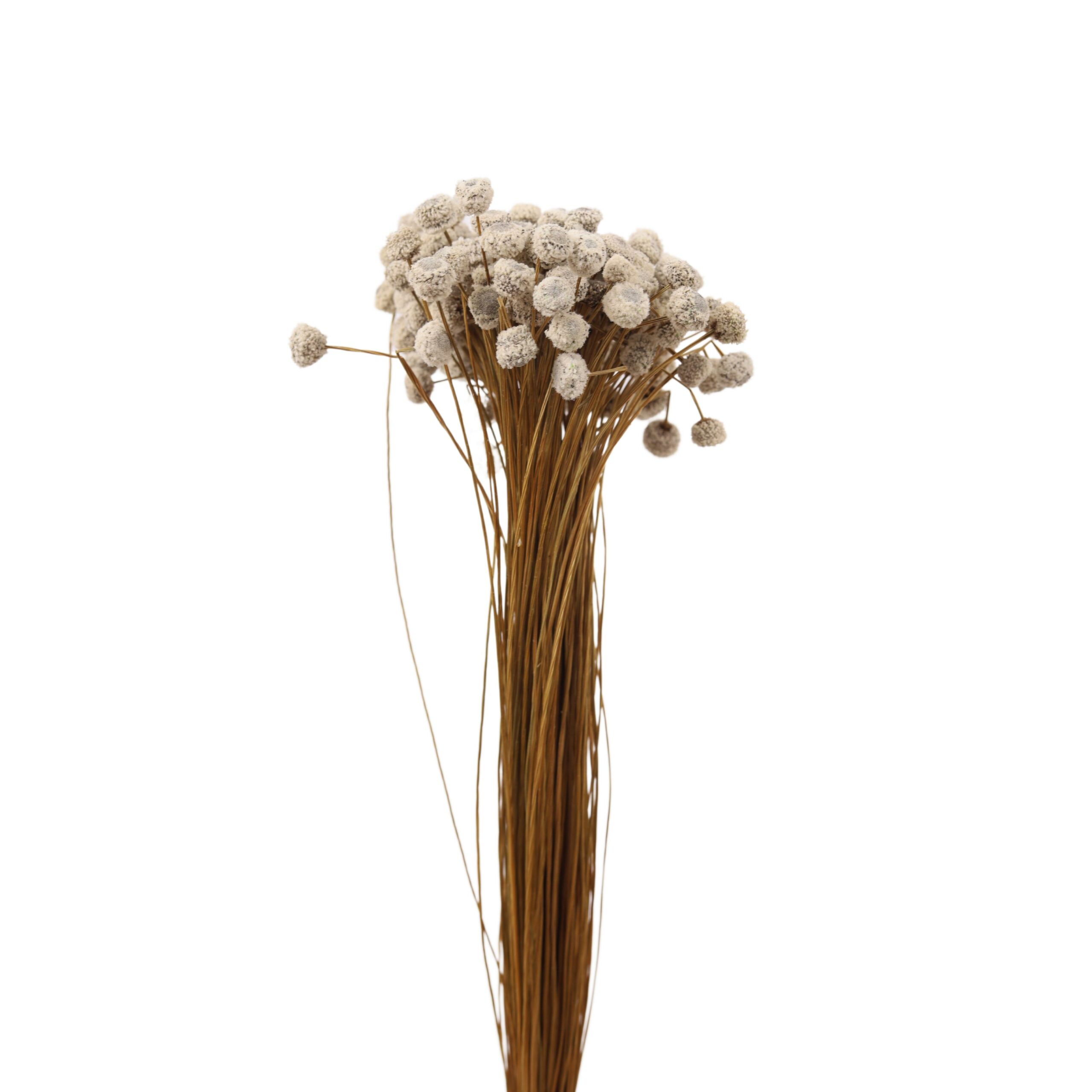 Eriocaulaceae Natural