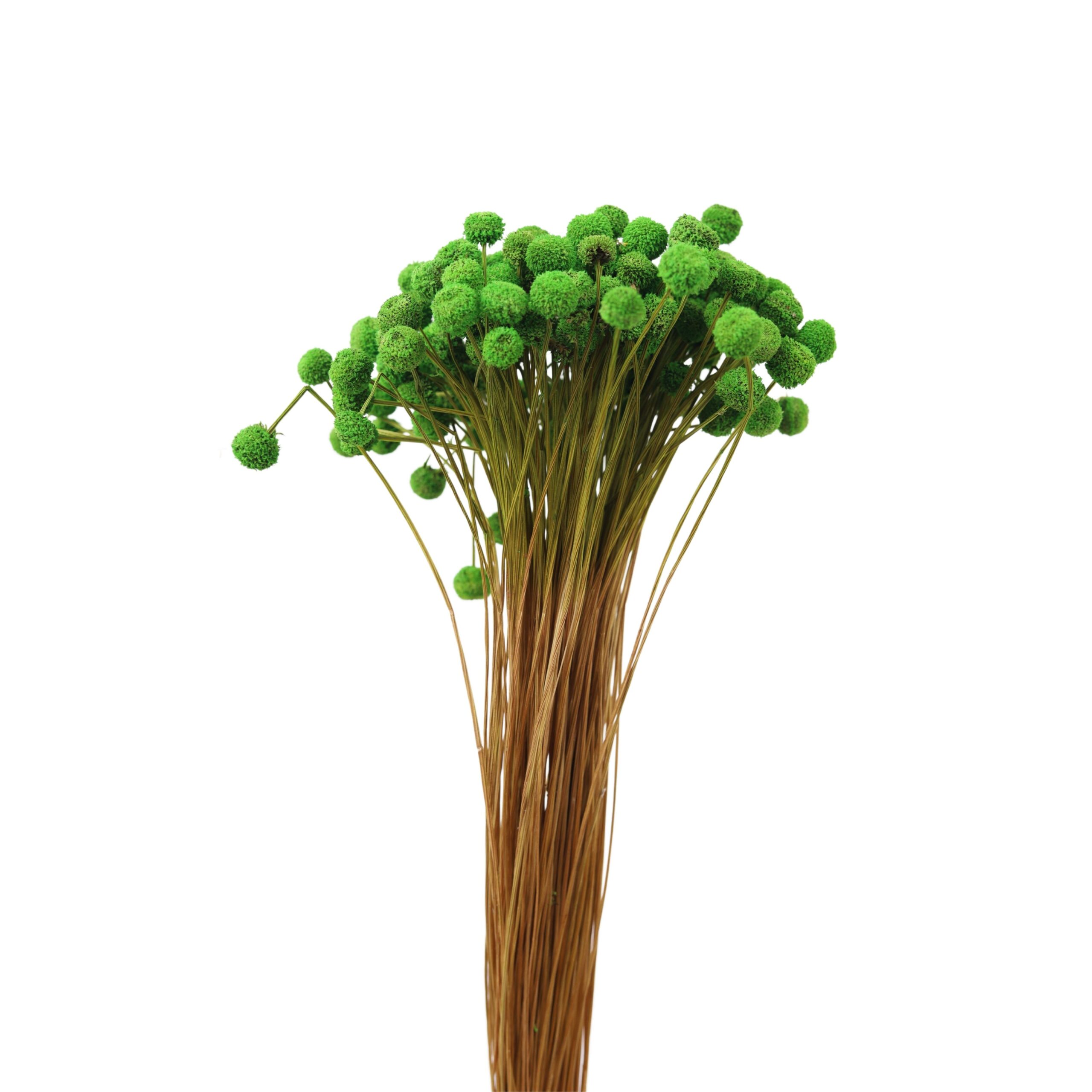 Eriocaulaceae Green
