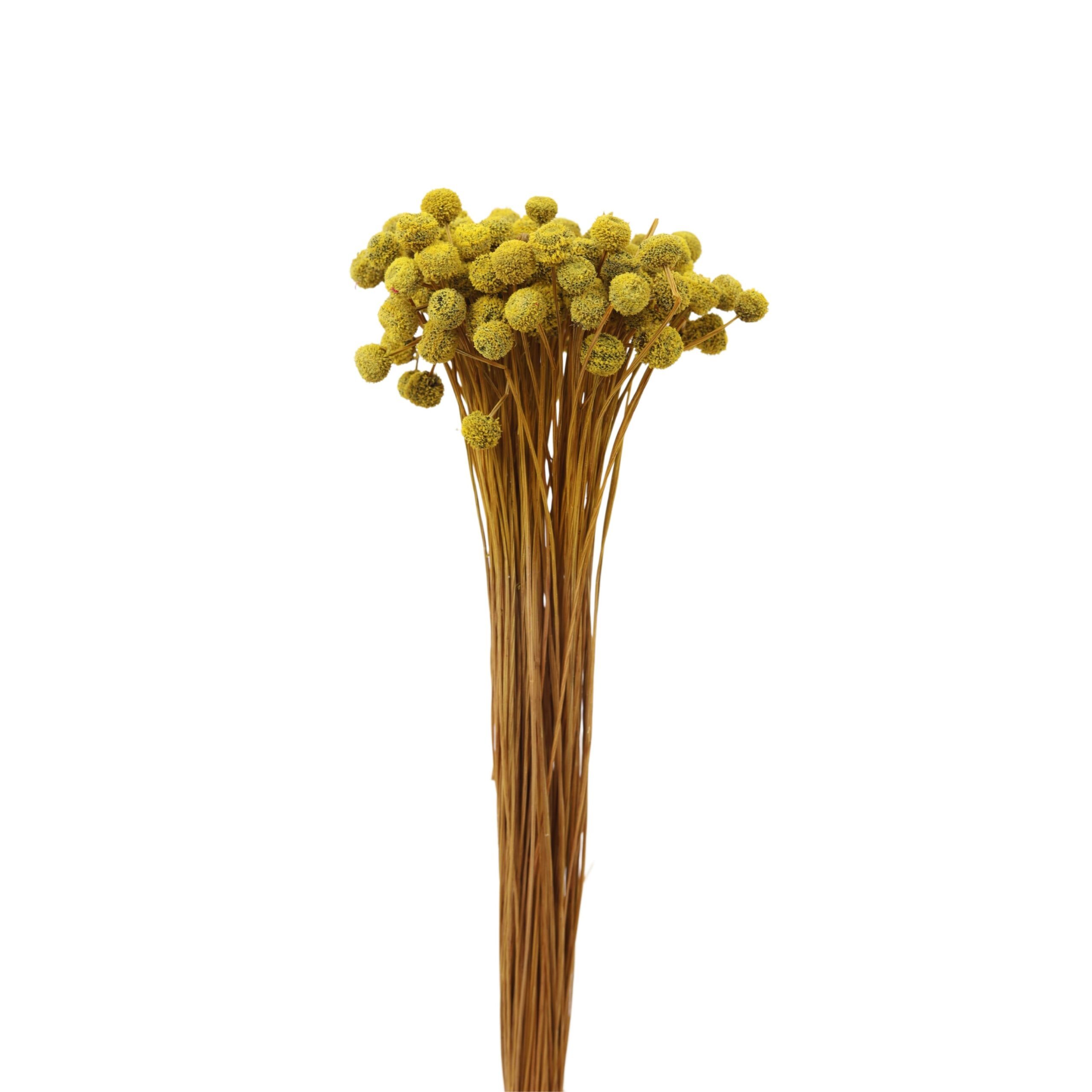 Eriocaulaceae Yellow