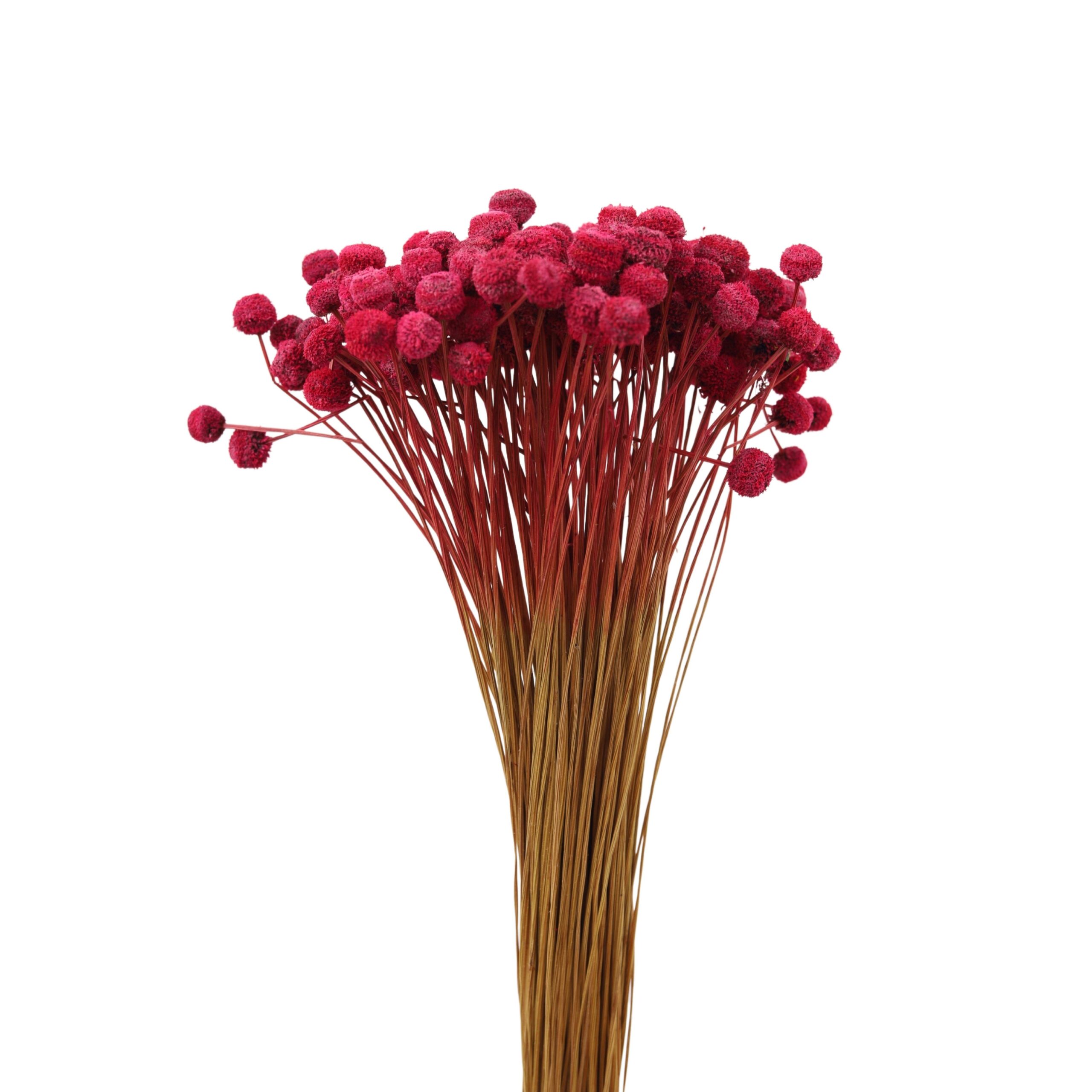 Eriocaulaceae Red