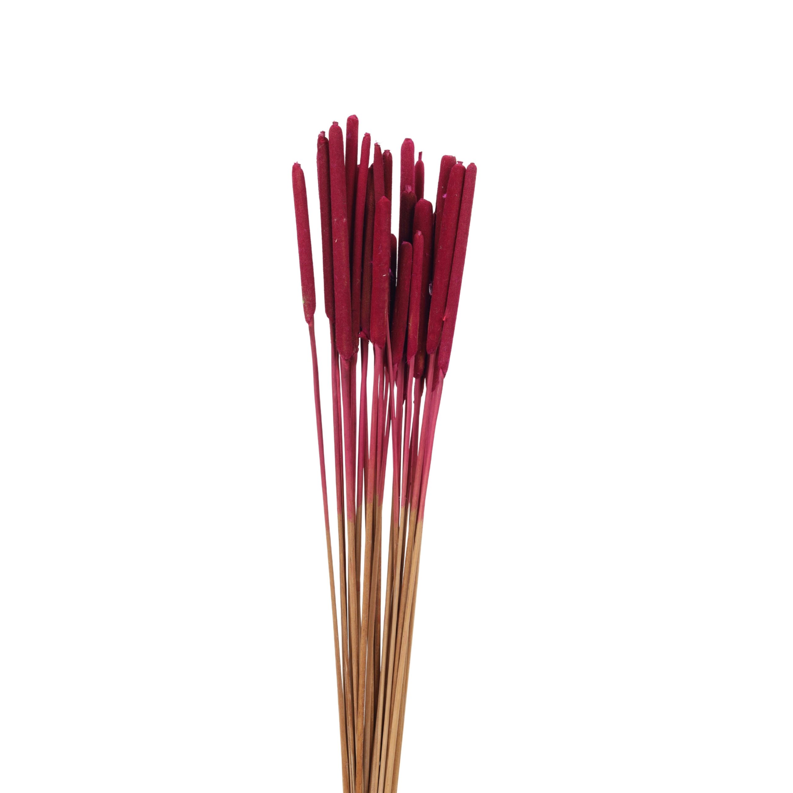 Narrow-leaved Cat-Tail Red