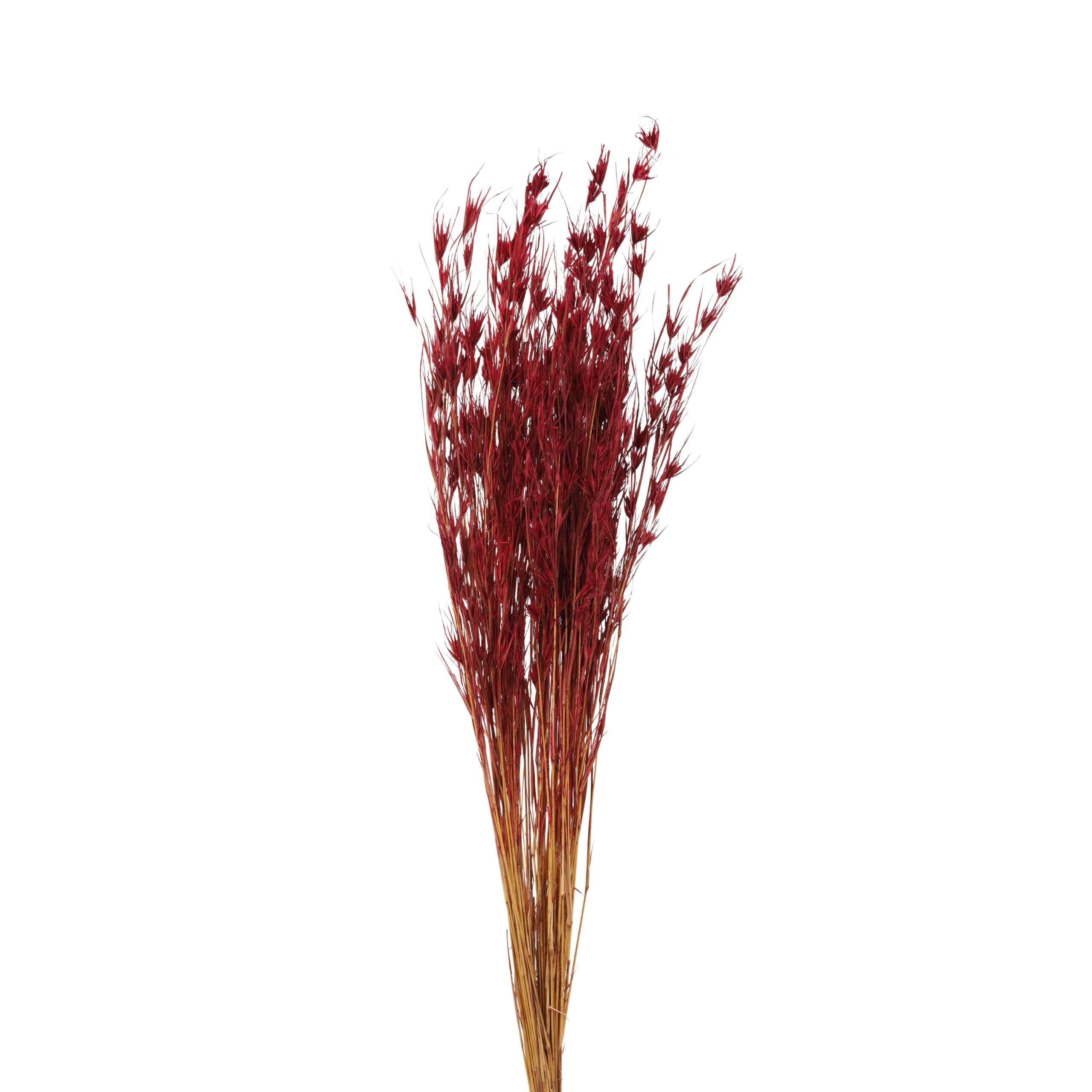 Peacock's Crest Red