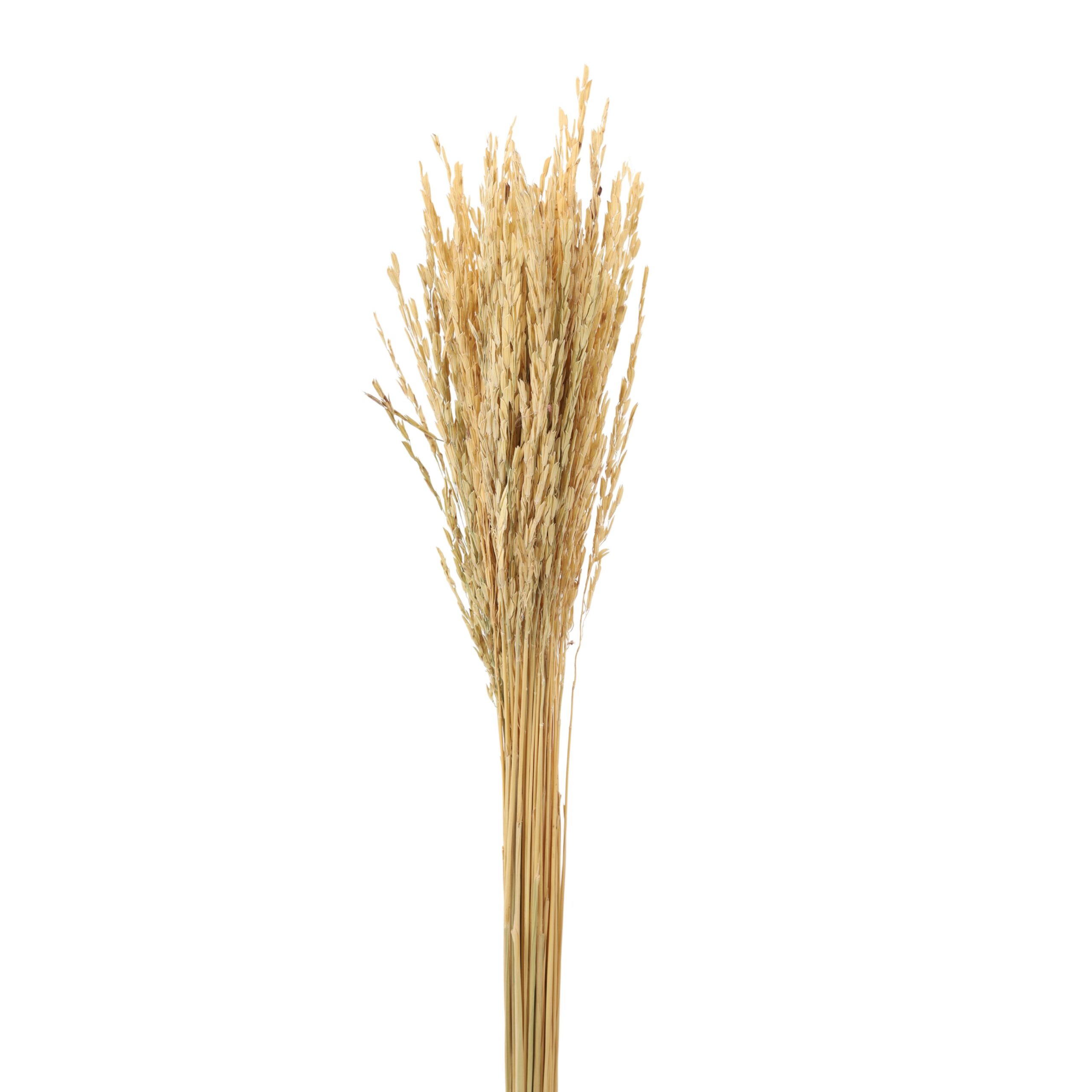 Rice Flower Natural