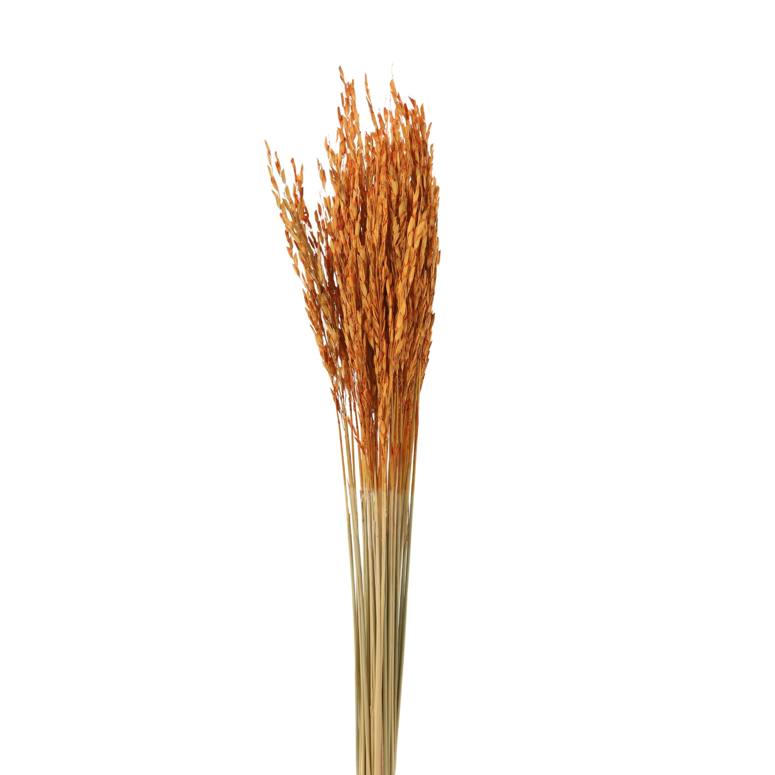 Rice Flower Orange